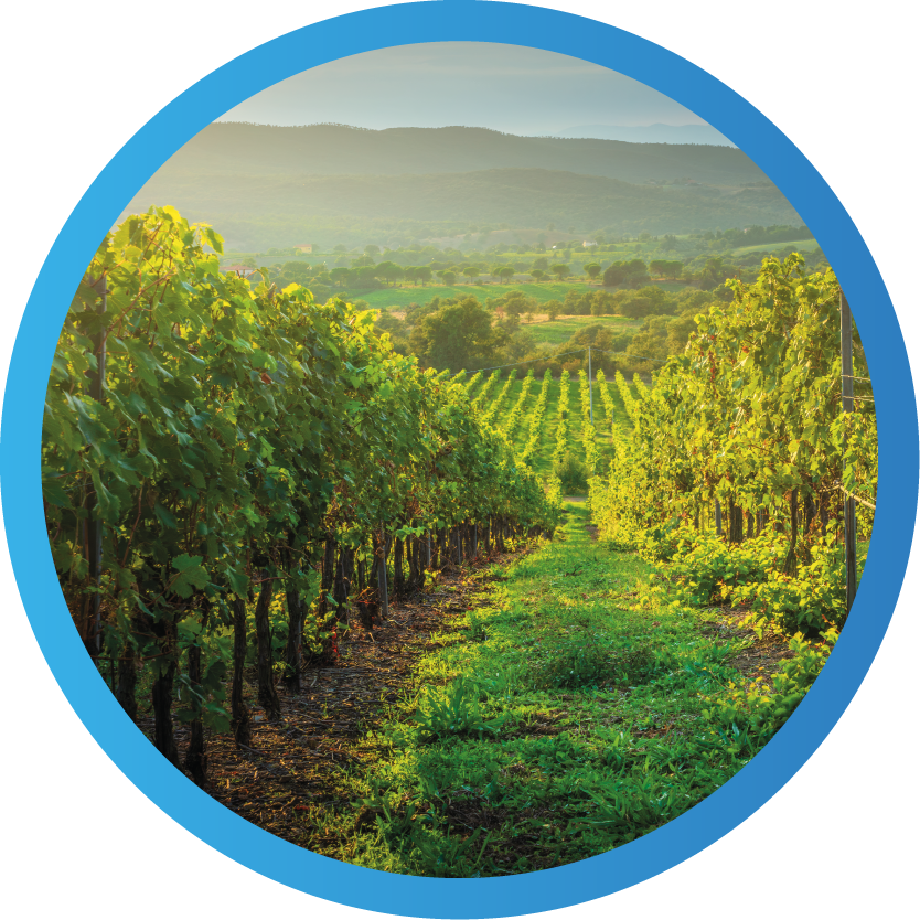 Viñedos del valle de Colchagua